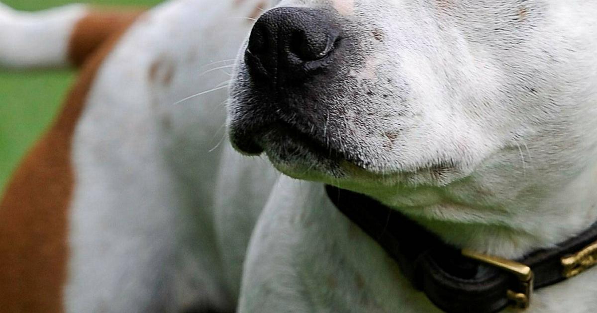 form detail Forhøre Hund i Lomma dog – hade förgiftats av glykol – Sydsvenskan