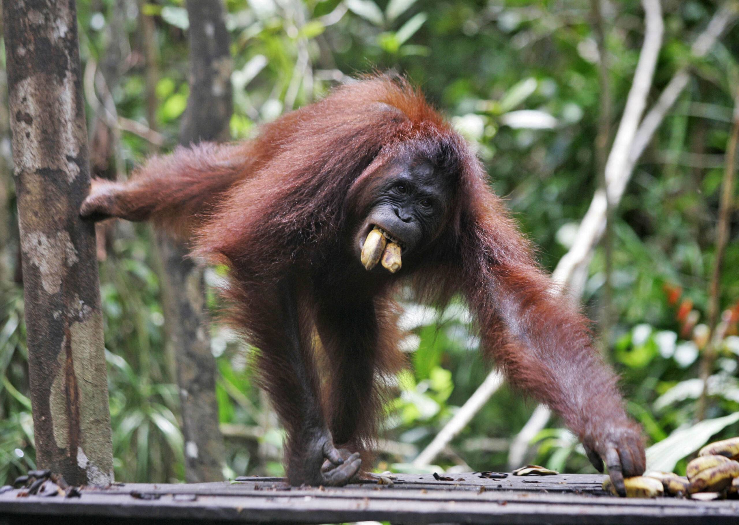 Coloration of the Red Apes of Borneo