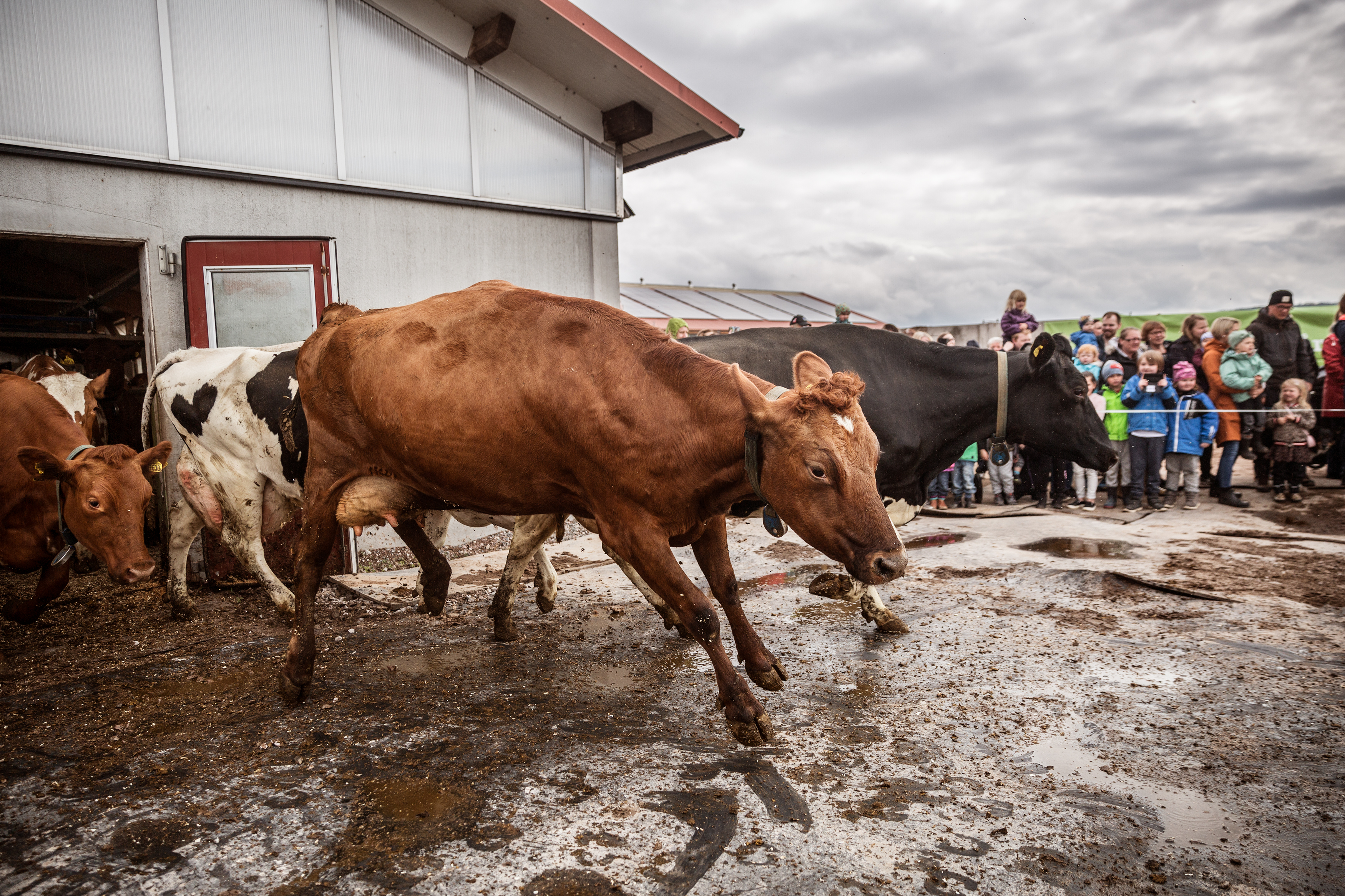 Arla ställer in samtliga kosläpp öppnar för direktsändning "Är