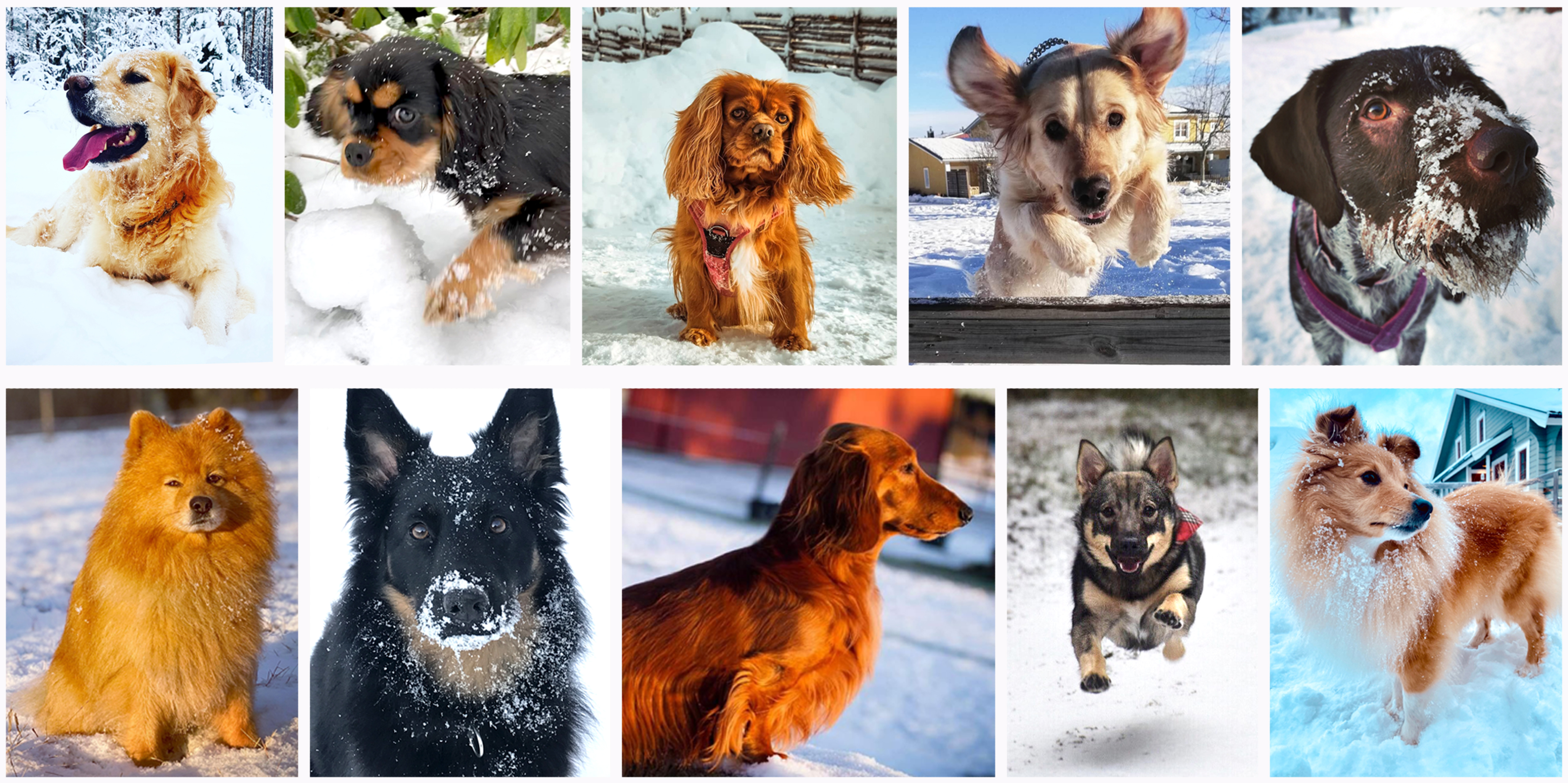 Rösta fram årets Vintervovve – vilken hund är din favorit? – Sala Allehanda