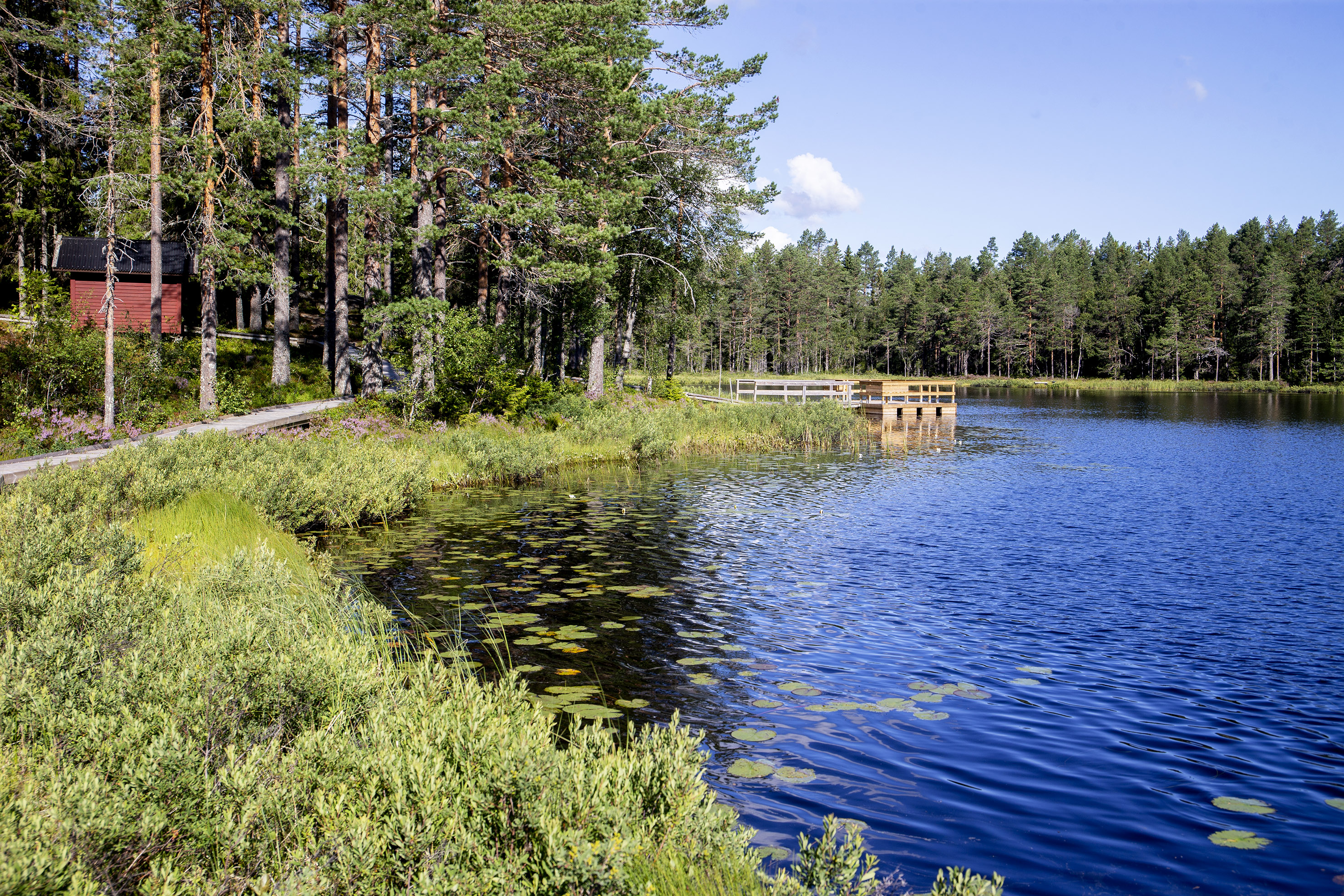 Fisket räddat i Värptjärn "Nu kan vi plantera ut röding för