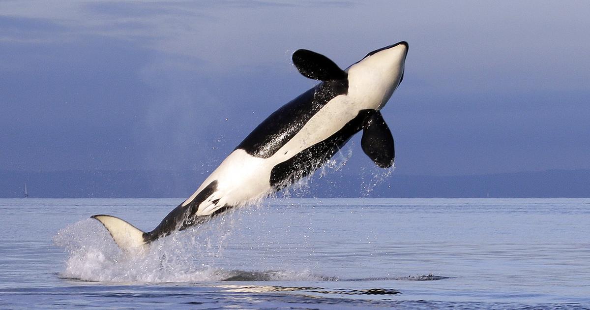 Attack on killer whales in the North Sea – Sydsvenskan