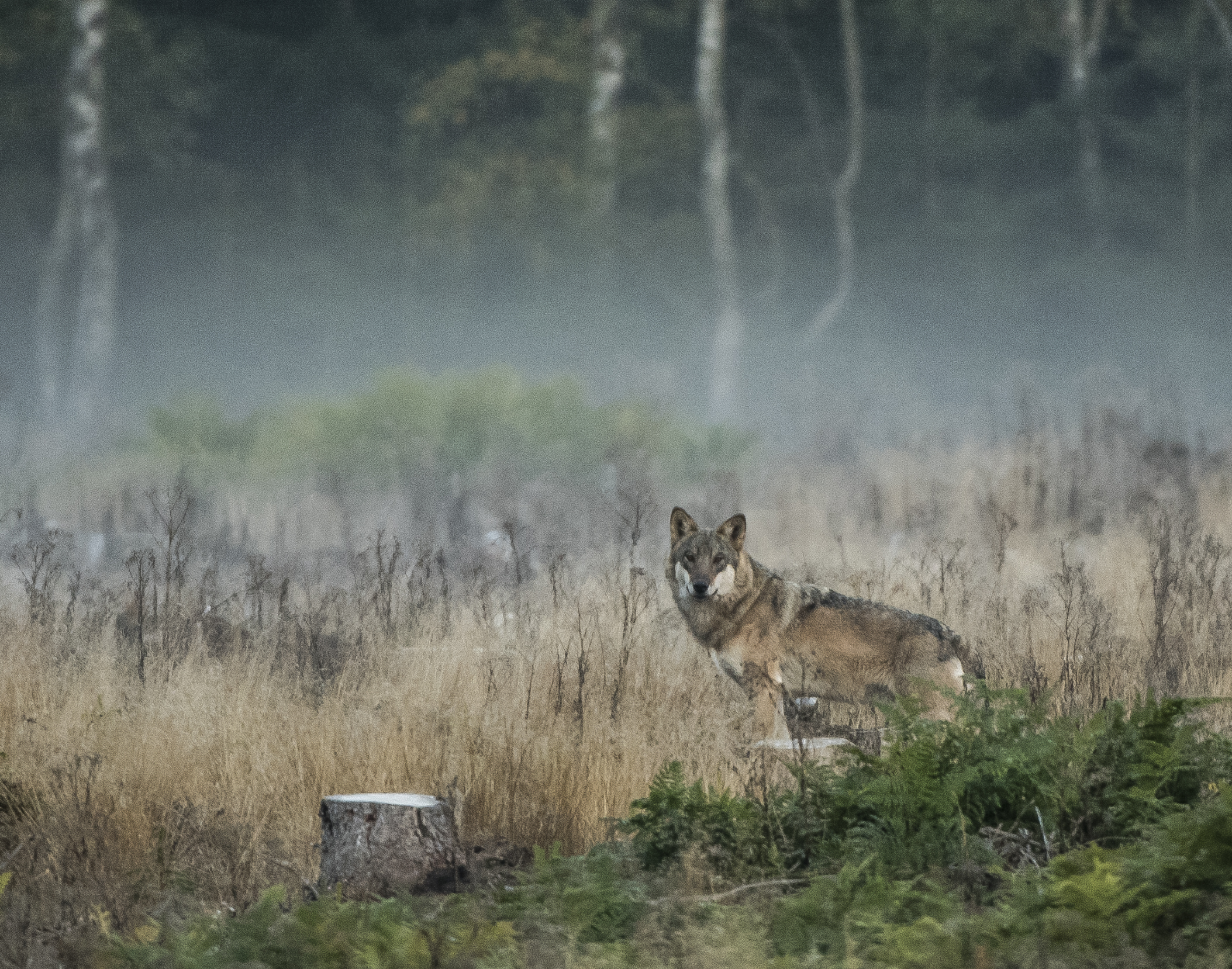 Licensjakt på varg i Skåne rycker allt närmare HD