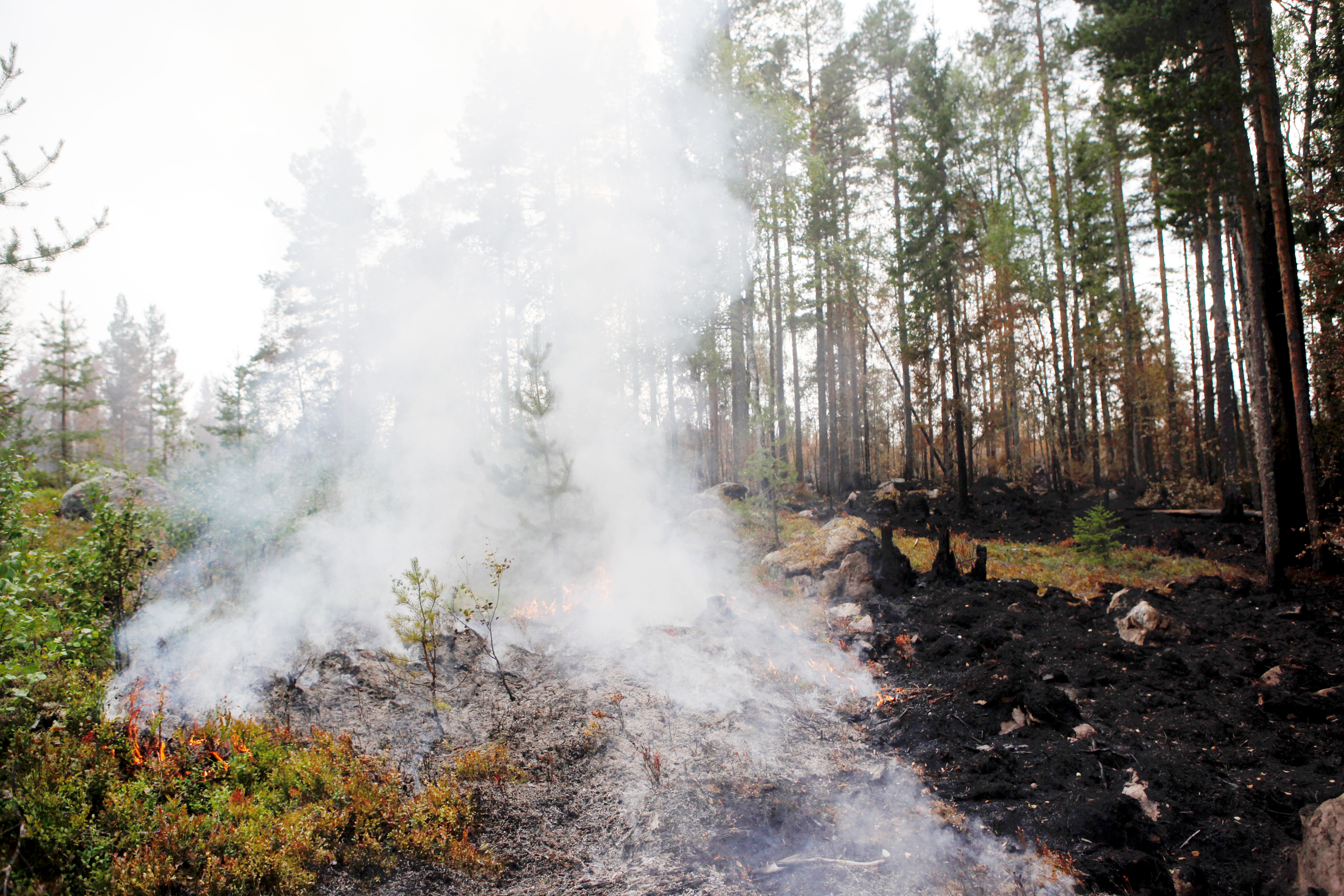 Länsförsäkringar skogsförsäkring