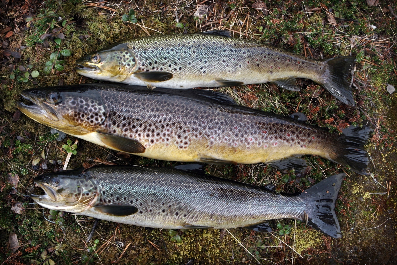 10 Tips Pa Heta Fiskevatten I Jamtland Harjedalen