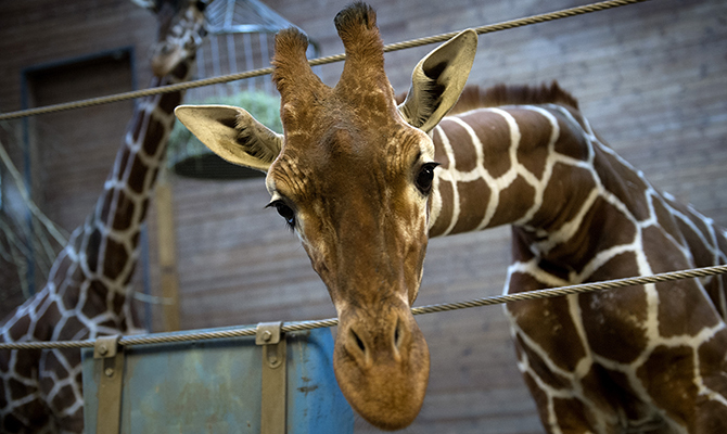 Froso Zoo Vill Radda Dodsdomda Giraffen Marius