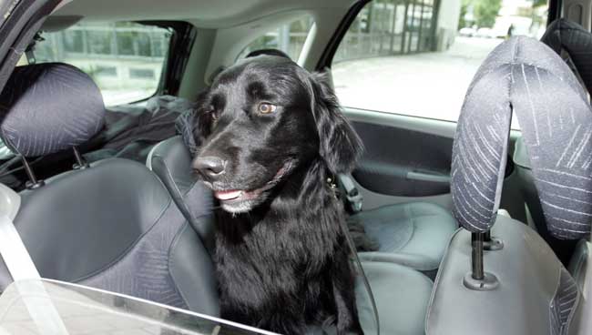 Lös hund i bil olagligt