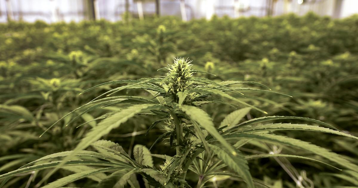 Cannabisaktier lyfter i hopp om legalisering