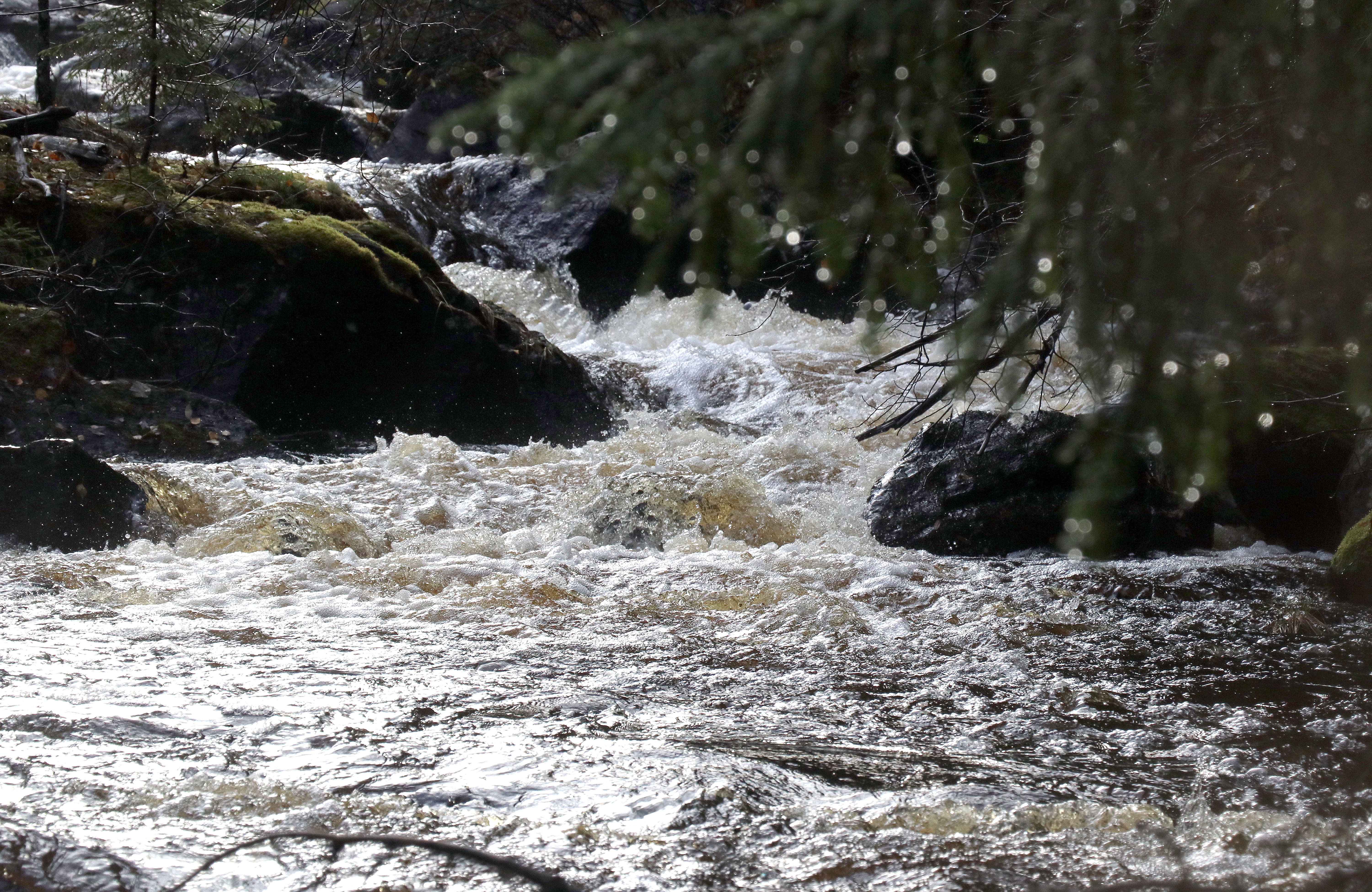 Miljonstöd Till Naturvårdsprojekt I Västra Medelpad: "Vi Kan Göra En ...