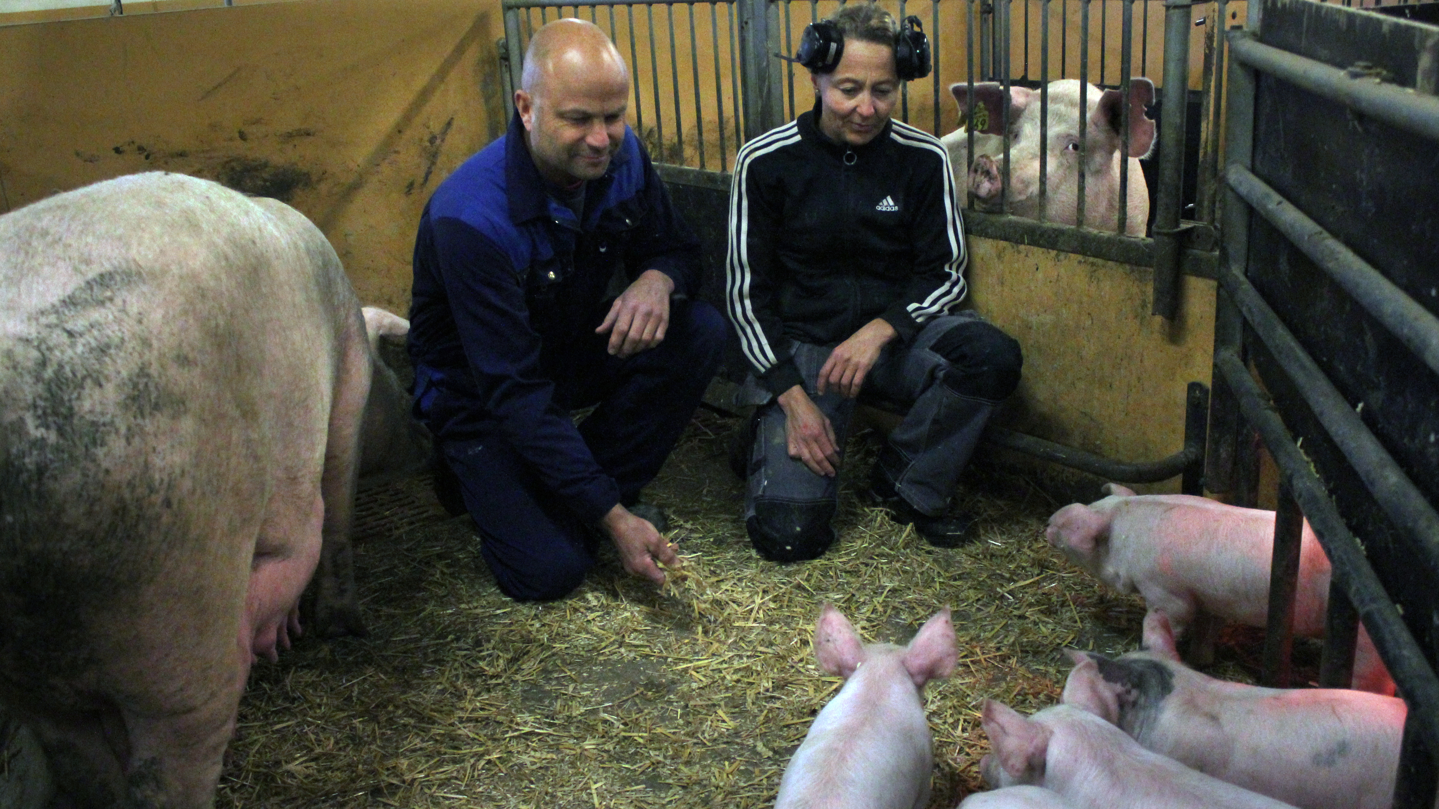Fredrik and Jeanette hope for an increase in pork prices to cover part of the increased cost of animal feed.