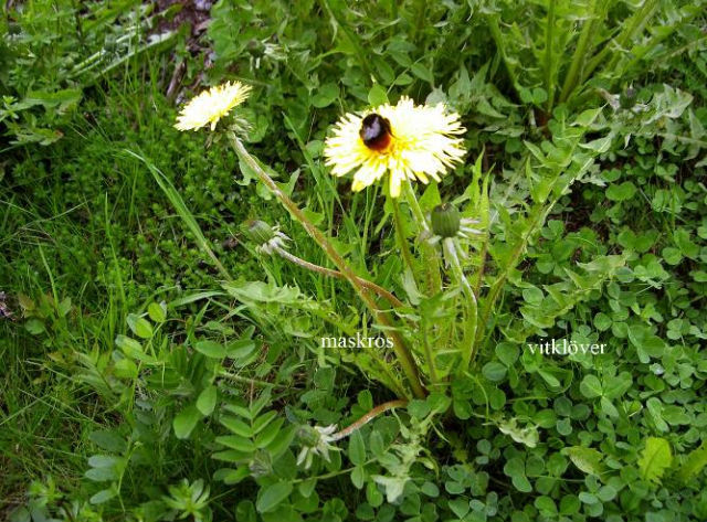 Blommorna Var Forna Tiders Leksaker